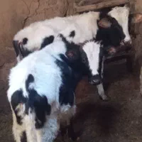 دو عدد گوساله