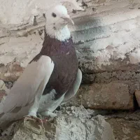 زاغ کرمونی|پرنده|رشتخوار, |دیوار