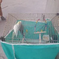 عروس هلندی