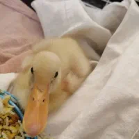 لباس بچه