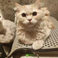 گربه پرشین نسکافه ای|گربه|بناب, |دیوار