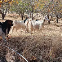 بزهای خانگی کاملا جوان و سالم وابستن،صددرصد تضمین|حیوانات مزرعه|سیلوانه, |دیوار