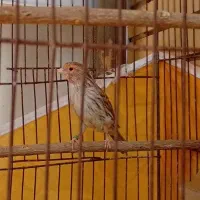 قنااآری|پرنده|لنجان, |دیوار
