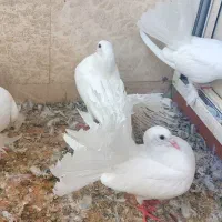 کبوتر دم چتری آمریکایی|پرنده|اصفهان, روشن‌دشت|دیوار
