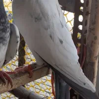 کبوتر پاکستانی  اصیل|پرنده|اردل, |دیوار