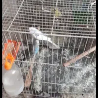 مرغ عشق آبی سفید بازیگوش نژاد خاص|پرنده|مشهد, شاهد (شهرک غرب)|دیوار