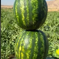 شوتی دشت مریوان