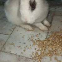 فروش خرگوش