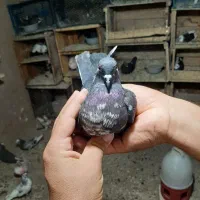 کبوتر