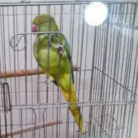 طوطی ملنگو گم شده
