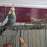 عروس هلندی جفت نر و ماده مولد|پرنده|بندر امام خمینی, |دیوار