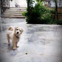 سگ خانگی|سگ|خوانسار, |دیوار