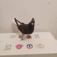 کفتر|پرنده|مشکیندشت, |دیوار