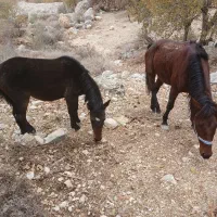 فروش اسب نریون