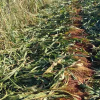 فروش(مزایده دادگاه)