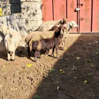 سه راس شیشیک آبستن یه میش چهار شکم و یه قوچ|حیوانات مزرعه|کلاله, |دیوار