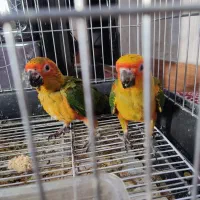 خورشیدی جوجه سانکانور|پرنده|تهران, وحیدیه|دیوار