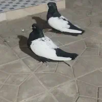 کبوتر سینه سیاه