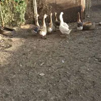 ۷ تاقوغاز دانه ۸۰۰|حیوانات مزرعه|قزوین, |دیوار