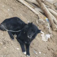 سگ نر فروشی