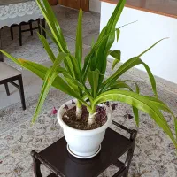 دو عدد گل سوسن عنکبوتی در یک گلدان|گل و گیاه طبیعی|تهران, آسمان|دیوار