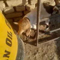 بز شیرا|حیوانات مزرعه|زارچ, |دیوار