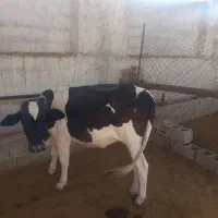 گوساله ماده دورگ هلشتاین 9ماهه