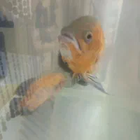 ماهی|ماهی|قم, انصار‌الحسین|دیوار