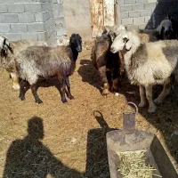 میش بره دار و آبستن|حیوانات مزرعه|ارسنجان, |دیوار