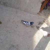 کفترتهرانی|پرنده|بروجرد, |دیوار