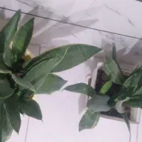 فروش گلهای طبیعی