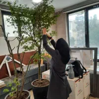 اجرا و کارشناسی  خدمات باغبانی و گل و گیاه|خدمات باغبانی و درختکاری|تهران, امام خمینی|دیوار
