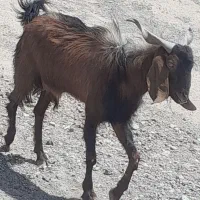 بز نر چاق