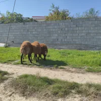 بره نر|حیوانات مزرعه|گمیشان, |دیوار
