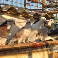 کفتر شهریار ۲۰تا