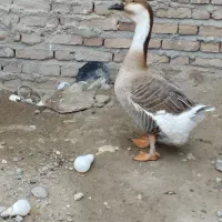 واگذاری یک عدد قو غاز...