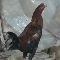 تعدادی خروس