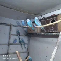مرغ عشق رینبو|پرنده|تهران, بهارستان|دیوار