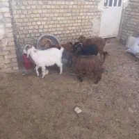 شیش‌راس بزغاله‌‌دونی‌۴‌تومان‌مخصوص‌قربانی‌‌وداشت