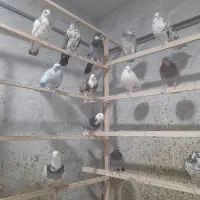 کفتر،کبوتر|پرنده|ساوه, |دیوار