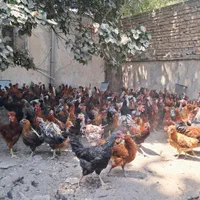 مرغ وخروس محلی