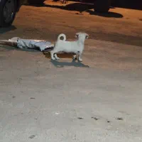 توله پاکوتاه نره باهوش