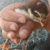 جوجه  لاری تاج مهر  اصل