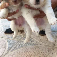 توله سگ پاکوتاه|سگ|گلپایگان, |دیوار