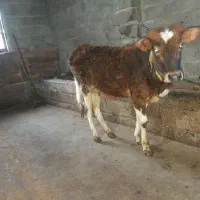 فروش یک راس طلم