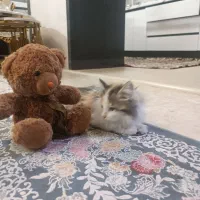 واگذاری گربه رایگان|گربه|تهران, المهدی|دیوار