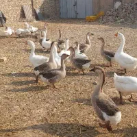 غاز|حیوانات مزرعه|ری, دولت‌آباد|دیوار