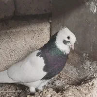 کبوتر|پرنده|برازجان, |دیوار