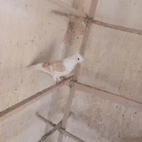 کبوتر نقش و زیبا|پرنده|قم, نیروگاه|دیوار