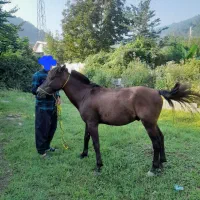 فروش فووریی